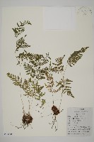 修足腫足蕨藏品圖，第1張