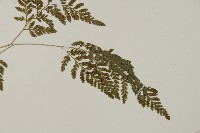 修足腫足蕨藏品圖，第6張