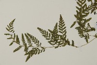 修足腫足蕨藏品圖，第8張