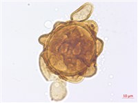 修足腫足蕨藏品圖，第2張