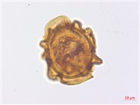 修足腫足蕨藏品圖，第3張