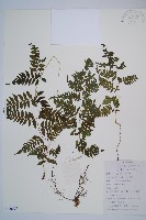 日本蹄蓋蕨藏品圖，第1張