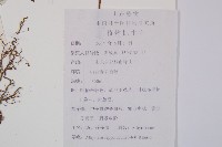 日本蹄蓋蕨藏品圖，第2張