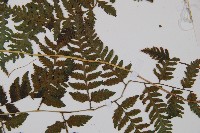 日本蹄蓋蕨藏品圖，第3張