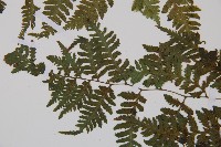 日本蹄蓋蕨藏品圖，第4張