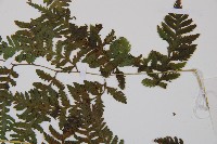 日本蹄蓋蕨藏品圖，第5張