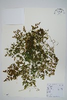 海金沙藏品圖，第1張