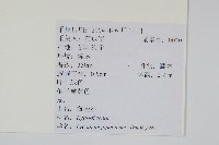 海金沙藏品圖，第2張