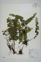 生芽鐵角蕨藏品圖，第1張