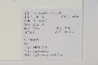 生芽鐵角蕨藏品圖，第2張