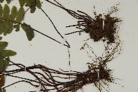 生芽鐵角蕨藏品圖，第3張