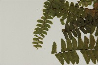 生芽鐵角蕨藏品圖，第4張