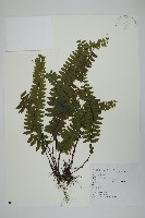 生芽鐵角蕨藏品圖，第1張