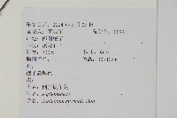 生芽鐵角蕨藏品圖，第2張