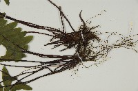 生芽鐵角蕨藏品圖，第3張