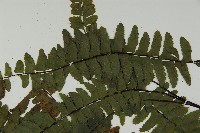 生芽鐵角蕨藏品圖，第4張