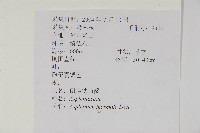 生芽鐵角蕨藏品圖，第2張