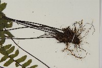 生芽鐵角蕨藏品圖，第3張