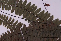 生芽鐵角蕨藏品圖，第4張