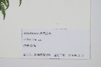 日本蹄蓋蕨藏品圖，第2張