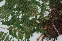 日本蹄蓋蕨藏品圖，第3張