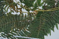 日本蹄蓋蕨藏品圖，第5張