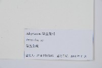 日本蹄蓋蕨藏品圖，第2張