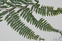 日本蹄蓋蕨藏品圖，第3張