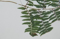 日本蹄蓋蕨藏品圖，第4張