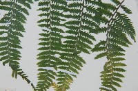 日本蹄蓋蕨藏品圖，第5張