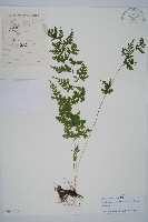 溪洞碗蕨藏品圖，第1張