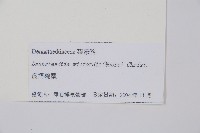 溪洞碗蕨藏品圖，第2張