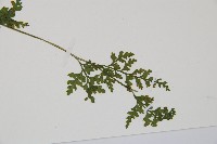 溪洞碗蕨藏品圖，第3張