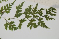 溪洞碗蕨藏品圖，第4張