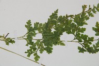 溪洞碗蕨藏品圖，第5張