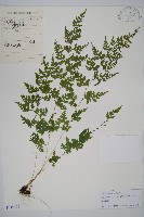 溪洞碗蕨藏品圖，第1張