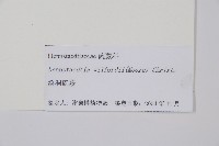 溪洞碗蕨藏品圖，第2張