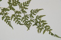 溪洞碗蕨藏品圖，第3張