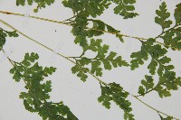 溪洞碗蕨藏品圖，第5張