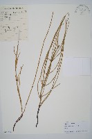 木賊藏品圖，第1張