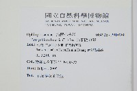 扇羽陰地蕨藏品圖，第2張