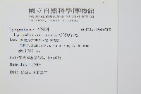 杉葉蔓石松藏品圖，第2張