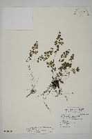 深山鐵線蕨、月芽鐵線蕨藏品圖，第1張