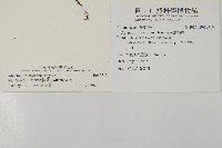 深山鐵線蕨、月芽鐵線蕨藏品圖，第2張