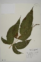 南投三叉蕨藏品圖，第1張