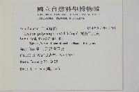 南投三叉蕨藏品圖，第5張