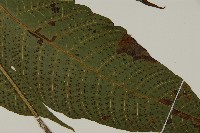 南投三叉蕨藏品圖，第6張