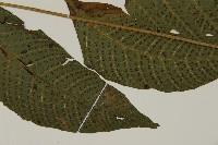 南投三叉蕨藏品圖，第7張