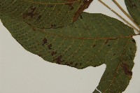 南投三叉蕨藏品圖，第8張