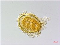 南投三叉蕨藏品圖，第3張